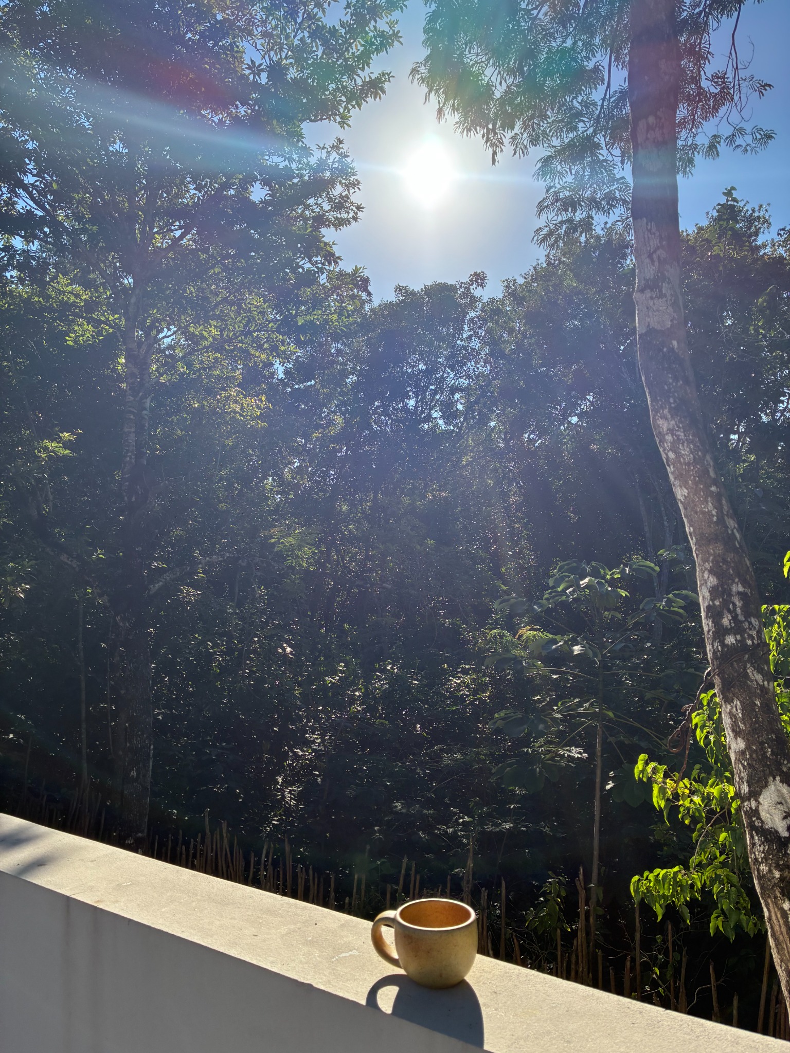 A coffee cup on a terrace ledge with sunlight filtering through the trees